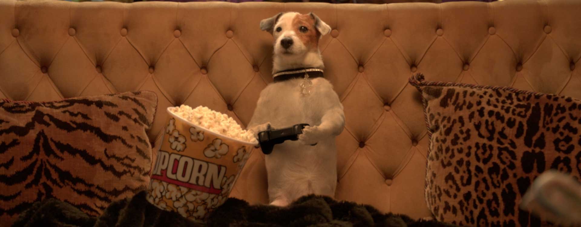 Pongo il cane milionario